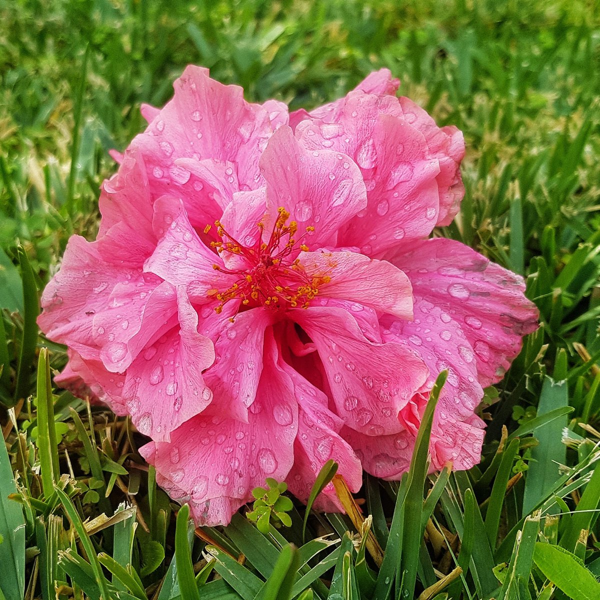 A pink hibsicus flower fallen onto green grass, with raindrops
        beading on the leaf of the flower