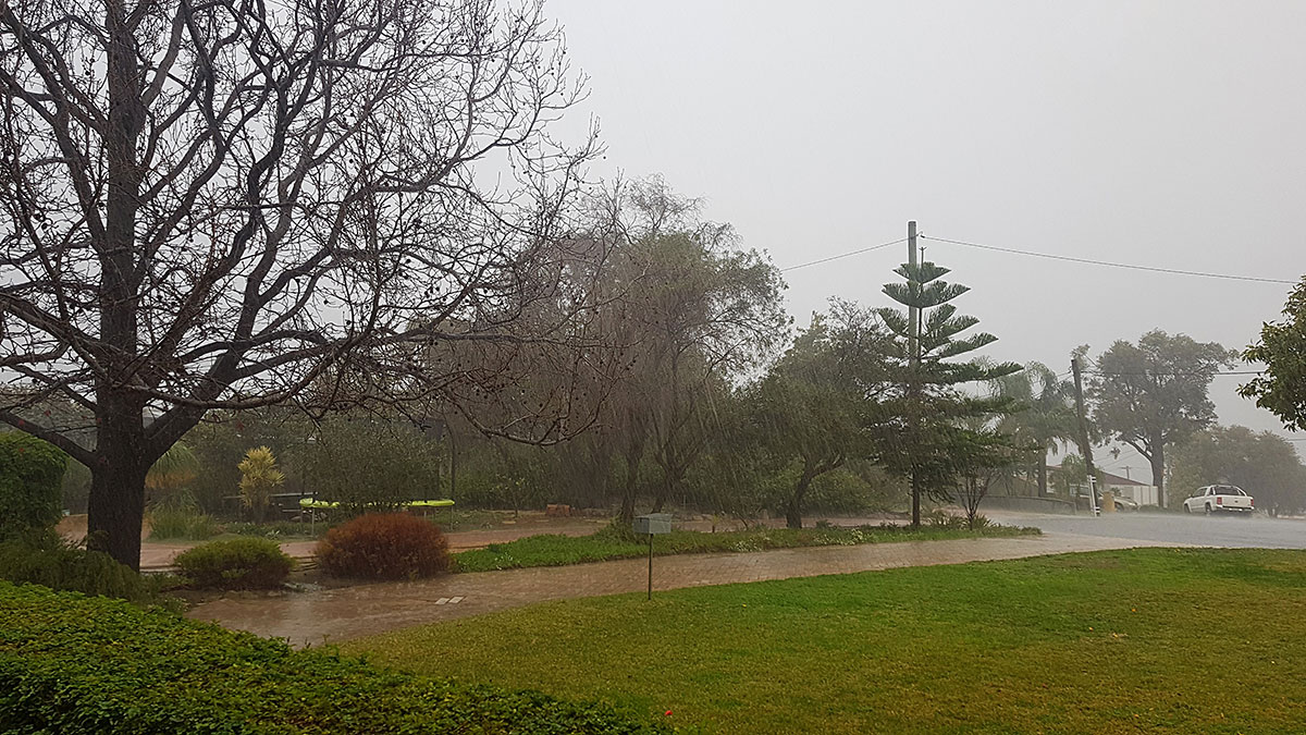 Looking out towards the street over a trimmed hedge
        and freshly mowed lawn, on a gloomy day as rain falls heavily. A large
        tree without any leaves stands in the background.